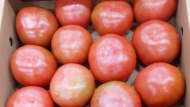 【イベントのお知らせ】野菜市開催