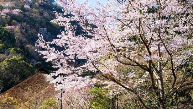 期間限定｜春の特別メニューのご案内