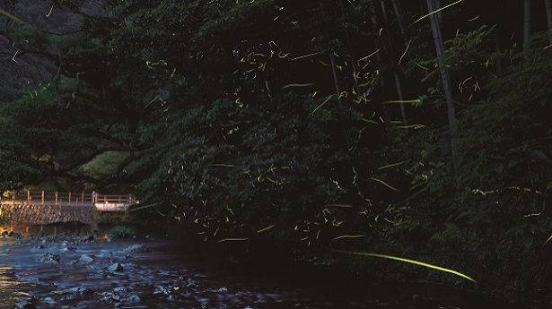 6/1(月)～6/16(火)限定のコース料理｜蛍ディナーのご案内